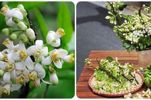 Những tác dụng bất ngờ của hoa bưởi với sức khỏe