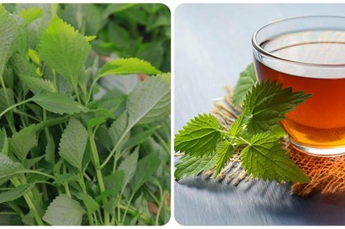 Loại rau gia vị dễ trồng là thuốc bổ tim, giúp ngủ ngon và chữa nhiều bệnh