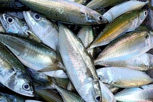 Bí quyết chọn cá biển tươi, không nhiễm hóa chất