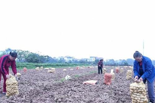 Đưa giống mới vào sản xuất nông nghiệp: Nâng năng suất, ứng phó biến đổi khí hậu