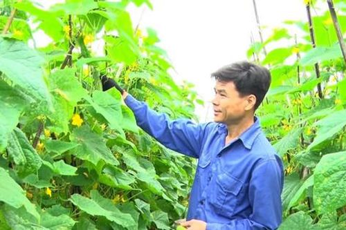 Hỗ trợ nông dân nâng cao hiệu quả kinh tế