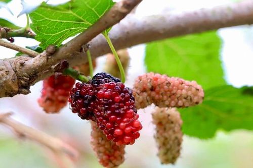 Dâu tằm chín rộ đẹp mê mẩn, nông dân Nghệ An thu tiền triệu mỗi ngày