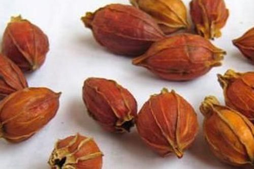Quả dành dành chữa bệnh gì?
