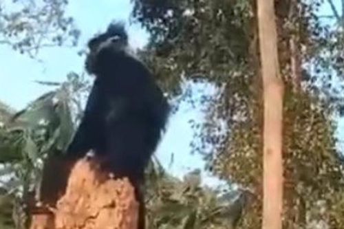 Quảng Trị: Voọc gáy trắng xuất hiện tấn công khiến một người bị thương