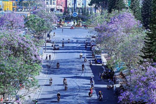 Cây phượng tím cổ nhất Đà Lạt đang bị 'bức tử'?
