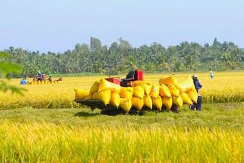 Cơ hội thúc đẩy sản xuất nông nghiệp lớn từ Luật Đất đai 2024
