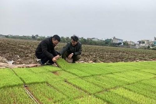 Tích tụ, tập trung đất nông nghiệp tại Thái Bình: Quả ngọt và những vấn đề đặt ra - Bài 3: Tạo bước đệm vững chắc cho tái cơ cấu nông nghiệp (Tiếp theo và hết)