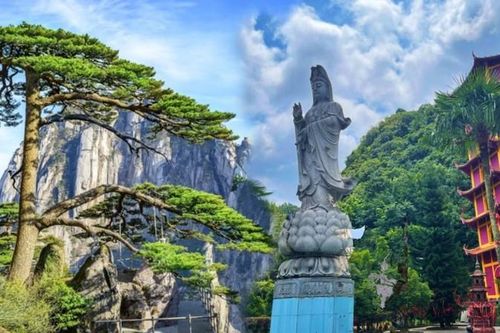 'Long trảo tùng', loài cây quý khiến ngôi chùa cổ phải đổi tên