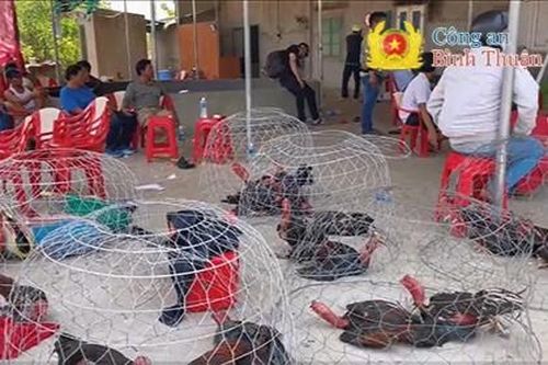 Bình Thuận: Triệt phá tụ điểm đá gà thắng thua bằng tiền