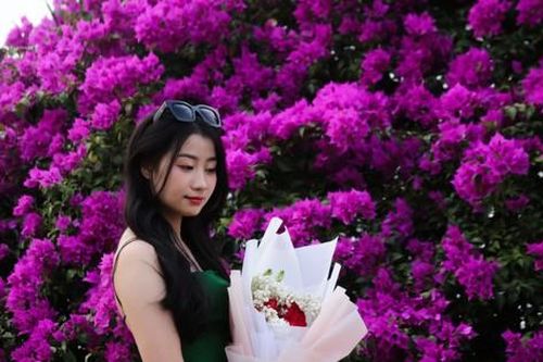 'Sốt' với hoa giấy khoe sắc rực rỡ đôi bờ sông Hàn