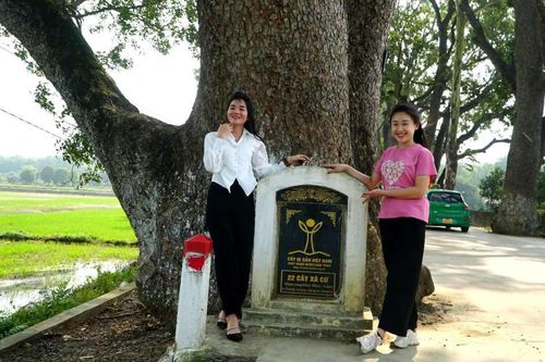 Hàng cây di sản độc đáo ai đi qua cũng phải dừng lại chụp ảnh
