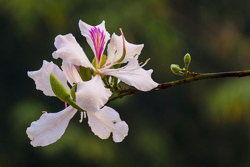 CHUYỆN TÌNH HOA BAN TRẮNG
