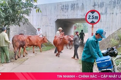 Vũ Quang tiêm phòng cho gần 53 nghìn con gia súc