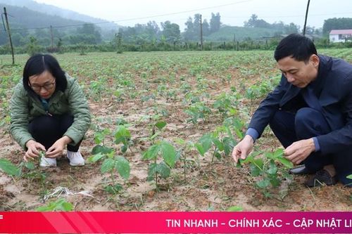 Hương Sơn thử nghiệm trồng cây đậu tương rau