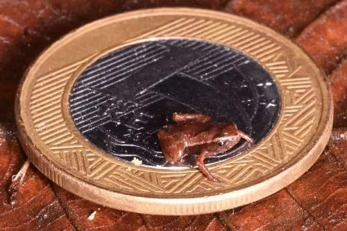 Ếch nhỏ hơn móng tay người có thể là động vật có xương sống nhỏ nhất thế giới