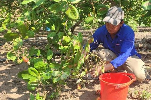 Bà Rịa-Vũng Tàu thất thu vụ điều