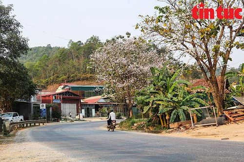 Vùng cao Tây Bắc mùa hoa ban 'đẹp quên lối về'