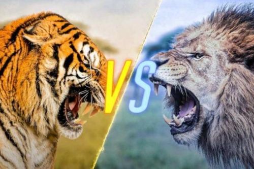 Đâu là vua của các loài động vật? So sánh sức mạnh giữa hổ và sư tử khi đối kháng