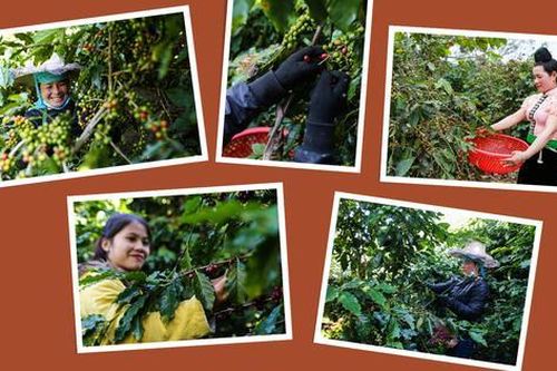 Phát triển sinh kế bền vững cho phụ nữ dân tộc thiểu số trồng cà phê tại Sơn La