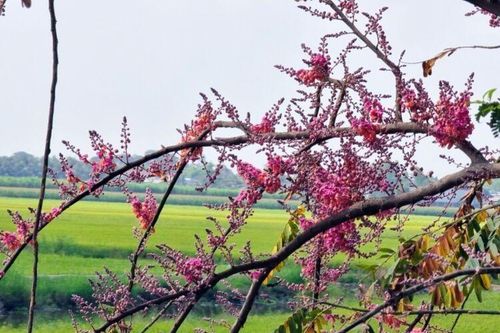 Bông ô môi …