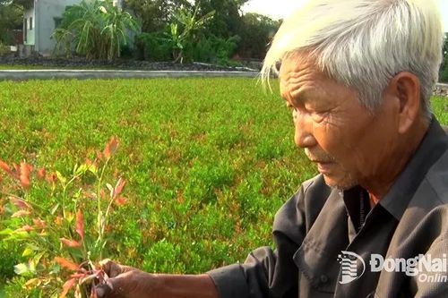 Huyện Thống Nhất: Rau cần chết đồng loạt, nông dân thiệt hại kép