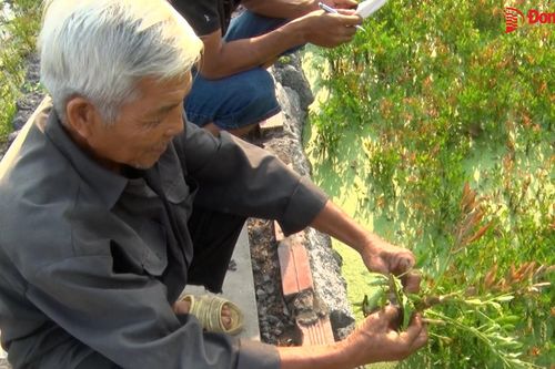Rau cần Gia Kiệm gặp bệnh lạ, chết đồng loạt