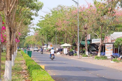 Rực rỡ mùa hoa ô môi