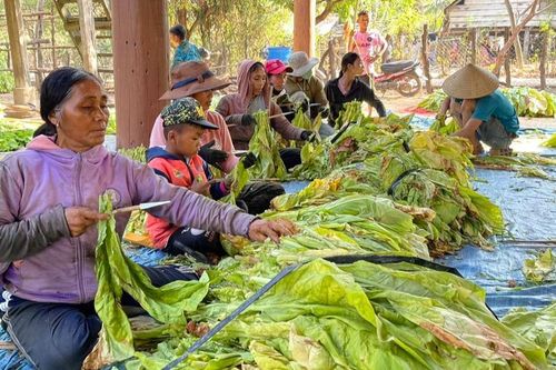 Người trồng thuốc lá vùng Đông Nam Gia Lai đón niềm vui kép