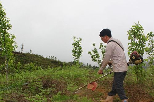 Bắc Hà: Tập huấn kỹ thuật trồng và chăm sóc lê VH6 theo hướng công nghệ cao
