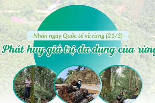 Phát huy giá trị đa dụng của rừng