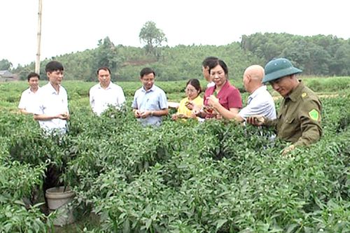Phát triển vùng sản xuất hàng hóa tập trung