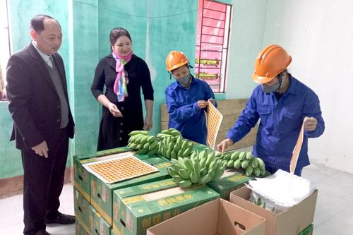 Xây dựng thương hiệu cho sản phẩm chuối Phú Thọ