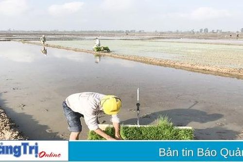 Hiệu quả liên kết sản xuất lúa hữu cơ