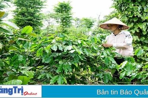 Năm 2024 toàn tỉnh sẽ tái canh 130 ha cà phê