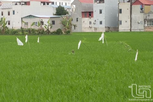 Phú Bình: Trên 200ha lúa bị chuột hại