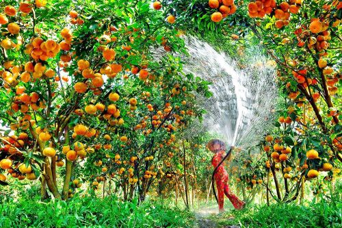 Australia hỗ trợ phụ nữ tăng tốc kinh doanh trong nông nghiệp