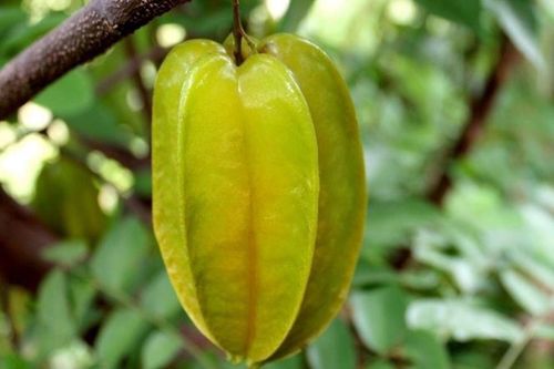 Những lợi ích của quả khế với sức khỏe