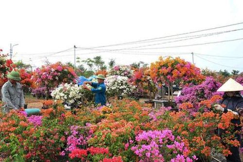 Tái cơ cấu ngành Nông nghiệp Hà Nội:Tạo bước chuyển mạnh mẽ