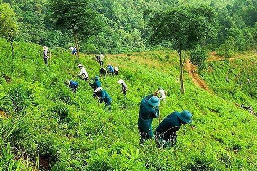 Việt Nam nhận 51,5 triệu USD từ Ngân hàng Thế giới do giảm phát thải carbon