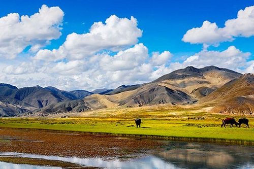 Thành phố có nhiều loài động, thực vật quý hiếm nhưng không được trồng cây xanh