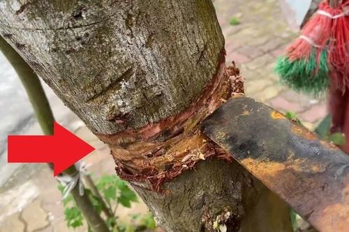 Nghèo cũng đừng chặt 3 cây trong nhà, cây xanh lộc tốt
