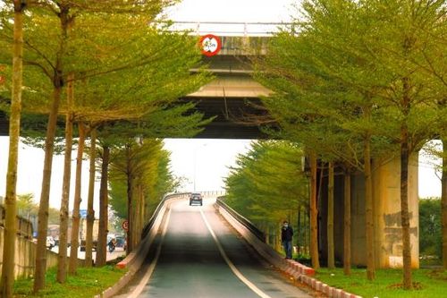 Hà Nội đẹp ngỡ ngàng dưới những tán lá bàng nhỏ