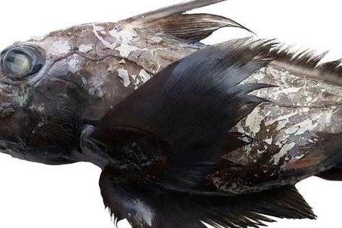 Phát hiện 'cá mập ma' với cái đầu khổng lồ