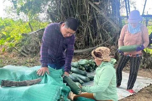 Nông dân lao đao với bí đao