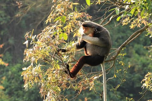 Đẹp mê hồn Sơn Trà mùa thay lá, khách đổ về ngắm 'nữ hoàng linh trưởng' dạo chơi