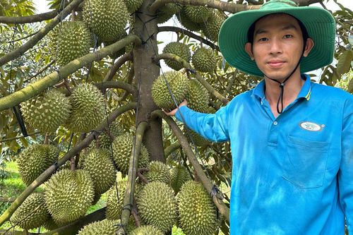 Gác bằng thạc sĩ, chàng trai Cần Thơ về quê làm nông dân kiếm 1 tỷ đồng/năm