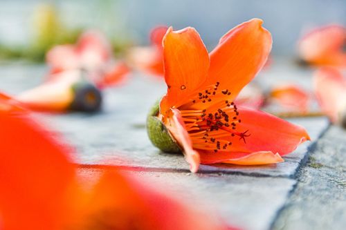 Hoa gạo tượng trưng cho tháng mấy?