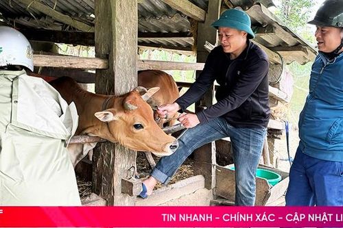 Hương Khê lo phòng bệnh cho đàn vật nuôi thời điểm giao mùa