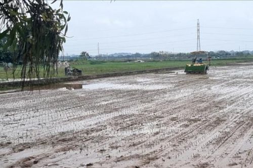 Hà Nội: Nhiều cách làm hay không để hoang hóa đất ruộng