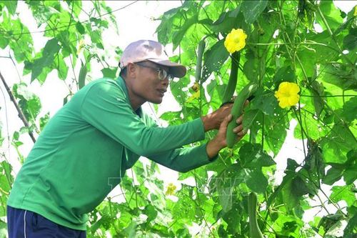 Tháng Thanh niên 2024: Khởi nghiệp thành công từ mô hình nông nghiệp sạch
